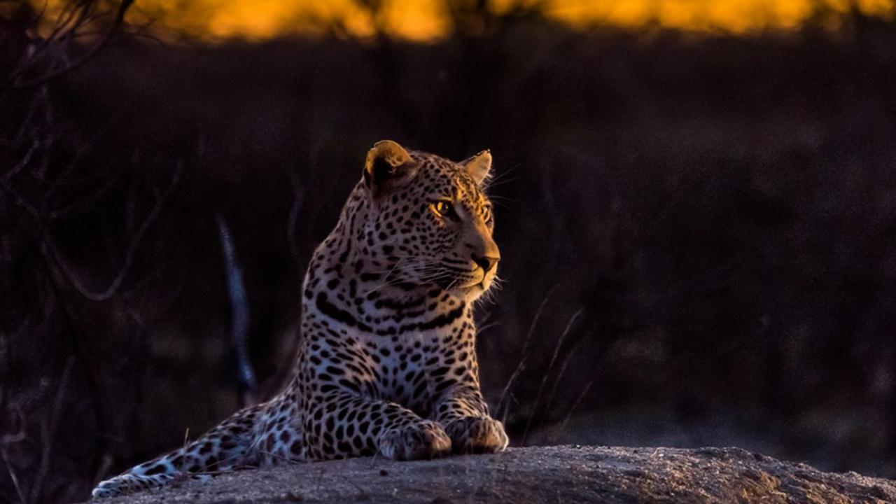 Geiger'S Camp In Timbavati Game Reserve By Newmark Exterior foto